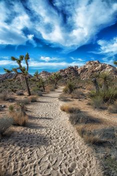 walking path in Joshua Tree National Park