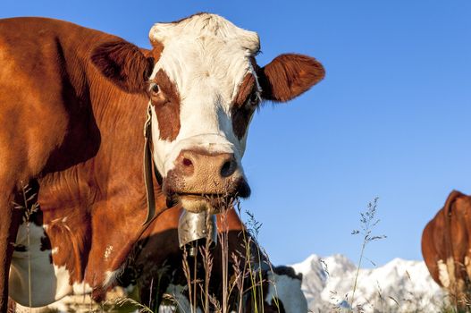 Cow, farm animal in the french alps, Abondance race cow, savy, beaufort sur Doron