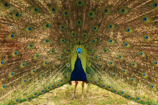 Peacock with Full Plumage Open and Colorful