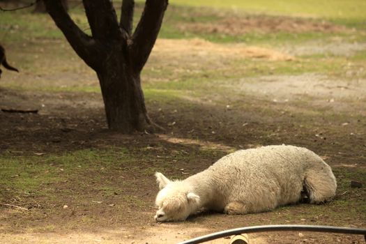 Alpaca Resting in a Petting Zoo Outdoors