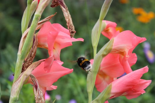 beautiful and bright flower of pink gladiolus and flying bumblebee above it