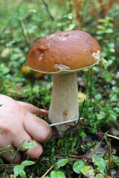 hand with knife cutting off beautiful cep in the forest