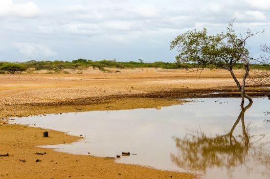 Tree reflected in water in a desert in La Guajira, Colombia