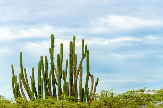 Tall cactus rising over low trees in La Guajira, Colombia