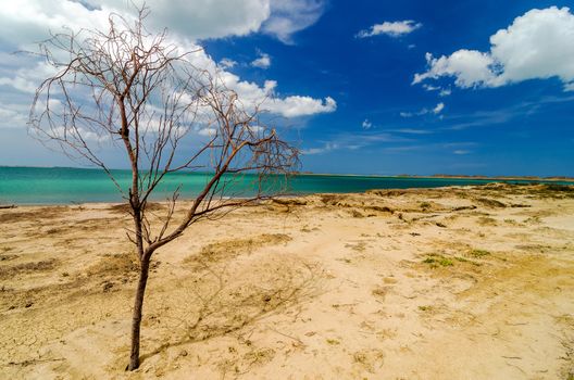 Dead tree on a deserted Caribbean beach in La Guajira, Colombia