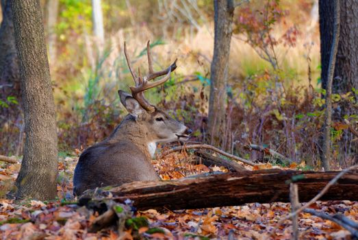  A Whitetail Deer Buck  in a woods.