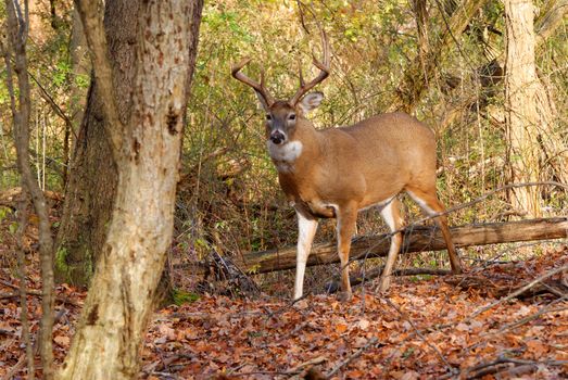 Whitetail Deer Buck standing in a woods.