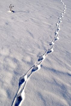 Animal tracks in the snow on sunny winter day