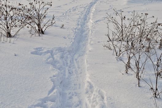 Path in snow between the bushes dry thistles