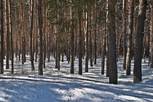 Dark trunks of pines in winter forest