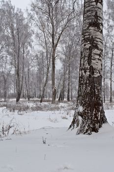 Thick birch trunk against the birch grove, cloudy winter day