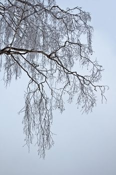 Bare branches of birch against the gray sky, cloudy winter day