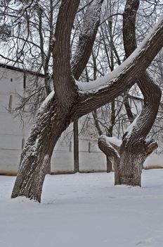 Old trees covered with snow in front of fortification in the Trinity-Sergius Lavra