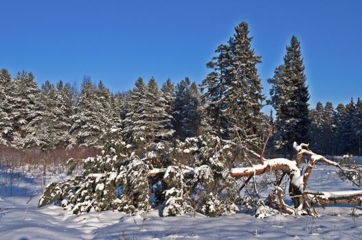 Fallen pine tree under snow in winter forest, sunny day