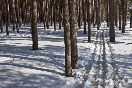 Ski track between the dark pine trunks in winter forest