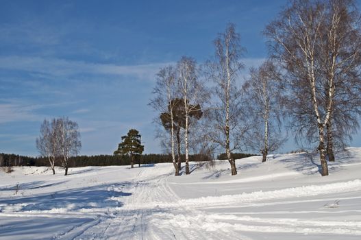 Group of birches on a hillside in winter sunny day