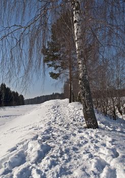 Footprints in snow near birch tree, sunny winter day