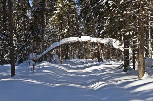 A clearing in the winter coniferous forest