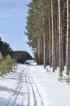 Cutting in winter coniferous forest with ski track, Russia