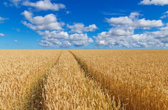 Path in a golden wheat field, under blue sky with clouds. 