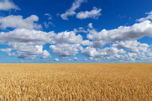 Golden wheat field, under blue sky with clouds. 
