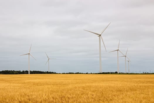 Wind turbines in a yellow field, source of alternative energy.