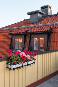 Roof terrace decorated with geraniums, with view over the rooftop.