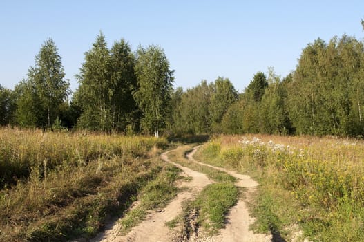 Winding dirt country road in the forest