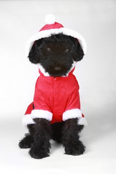  Black Russian Terrier Puppy in Santa Suit With Attitude