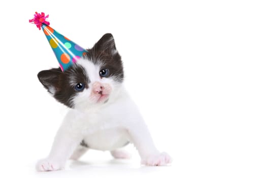 Cute Little Kitten Portrait in Studio on White Background