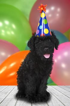 Black Puppy Dog With a Birthday Celebration Theme