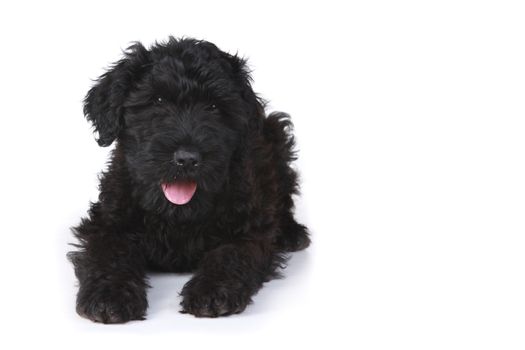 Little Black Russian Terrier Puppy on a White Background 