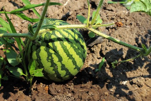 Watermelon On The Green Melon Field