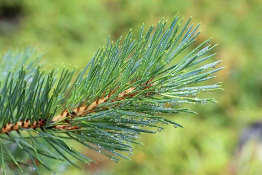 Water drops on fir tree after rain