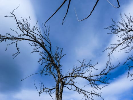 A Dead Tree. Winter or autumn season.