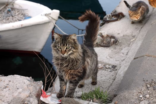 Cats in the harbour of Canakkale, Turkey