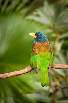 Exotic colorful bird sitting on a branch