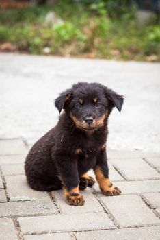 Black puppy sitting looking to camera