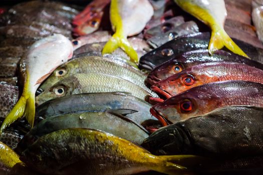 Fishes in asian night market