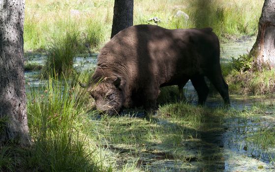 Aurochs in the summer forest