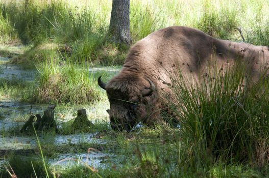 Aurochs in the summer forest