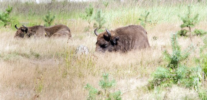 Aurochs in the summer forest