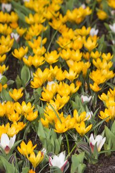 blooming crocus flowers, Keukenhof