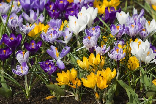 blooming crocus flowers, Keukenhof