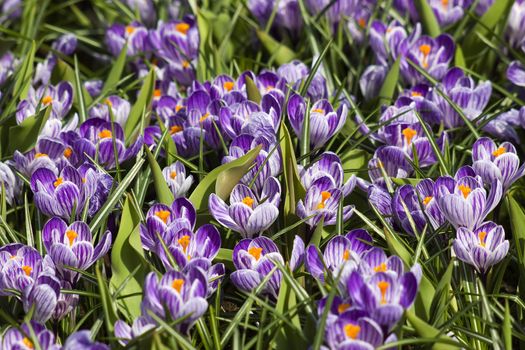 blooming crocus flowers, Keukenhof