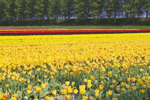 tulip field in the Netherlands