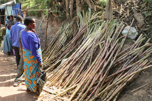 Uganda, lake Bunyonyi - March 9: African woman chooses sugar cane on the market at lake Bunyonyi 9 March 2012 in Uganda.