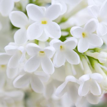 Blooming lilac flowers. Abstract background. Macro photo.