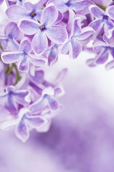 Blooming lilac flowers. Abstract background. Macro photo.