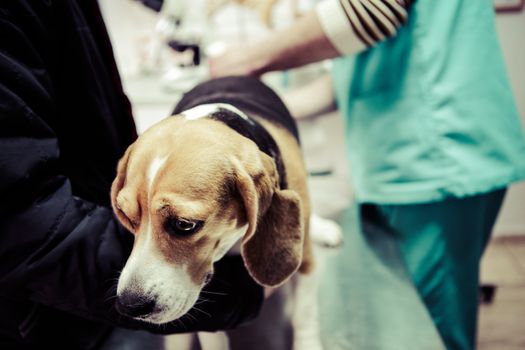 Dog at the vet in the surgery preparation room.